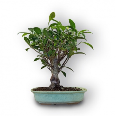 Bonsai Fikuss retusa, Ref. 8077