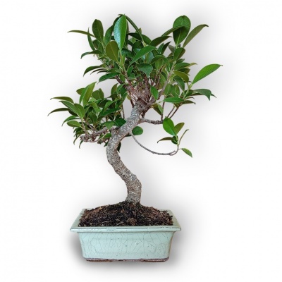 Ficus Microcarpa bonsai, Ref. 8124