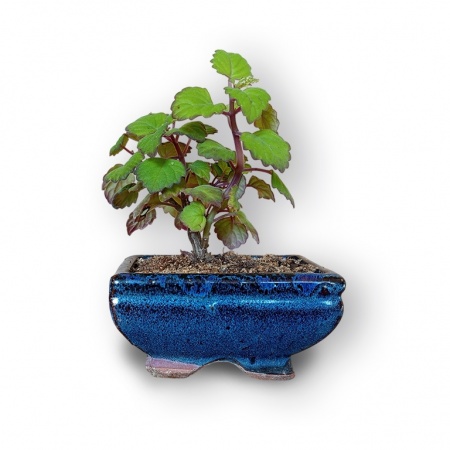 Bonsai mint, Ref. 8127