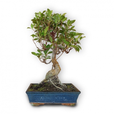 Bonsai Ficus microcarpa, Ref. 8131