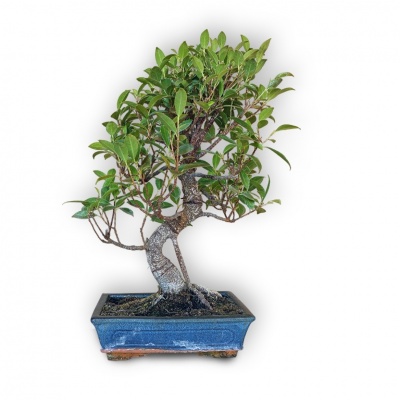 Bonsai Ficus microcarpa, Ref. 8132