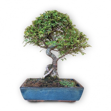 Ķīnas gobas bonsai, Ref. 8147