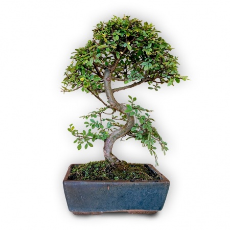 Ķīnas gobas bonsai, Ref. 8137