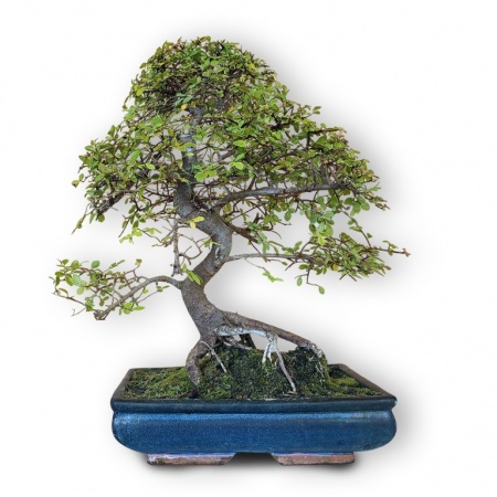 Ķīnas gobas bonsai, Ref. 8148