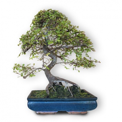 Ķīnas gobas bonsai, Ref. 8148