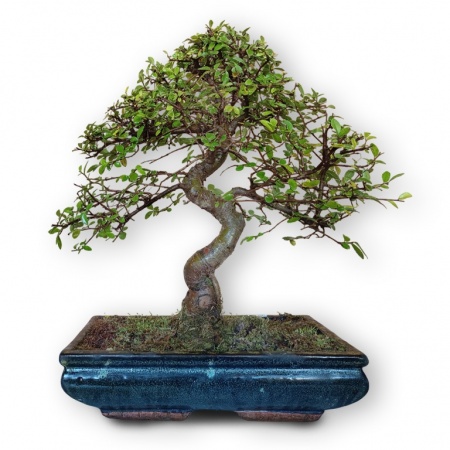 Ķīnas gobas bonsai, Ref. 8146