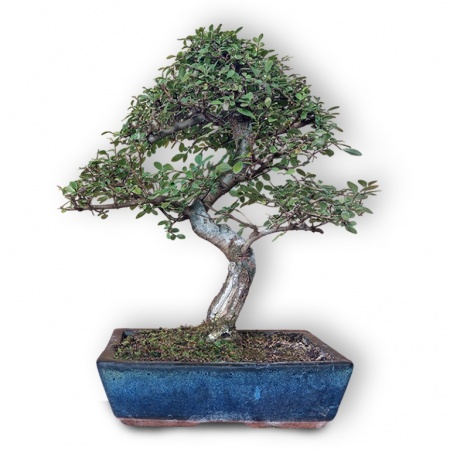 Ķīnas gobas bonsai, Ref. 8145