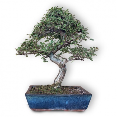 Ķīnas gobas bonsai, Ref. 8145