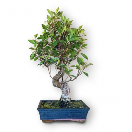 Ķīnas gobas bonsai, Ref. 8134