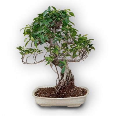 Augsne fikusa bonsai, Ref. 2941