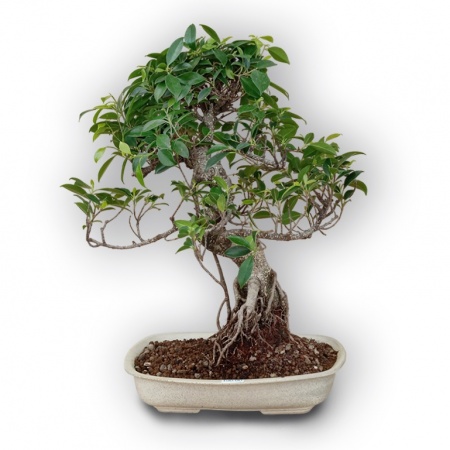 Augsne fikusa bonsai, Ref. 2941