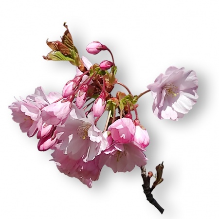 Augsne sakuras bonsai, Ref. 2942