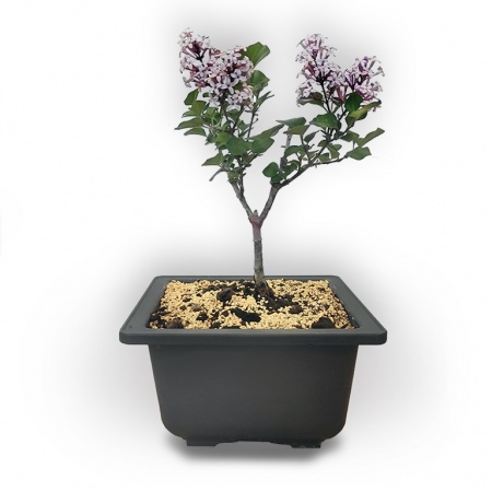 Augsne ceriņu bonsai, Ref. 2944