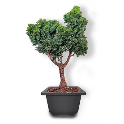 Augsne cipreses bonsai, Ref. 2948