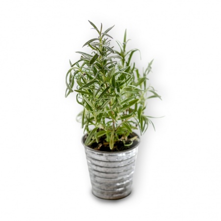 Augsne rozmarīna bonsai, Ref. 2949
