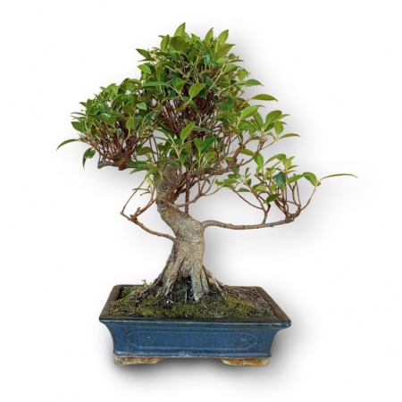 Bonsai Ficus retusa, Ref. 8150