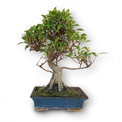 Bonsai Ficus retusa, Ref. 8150