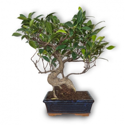 Ficus Microcarpa bonsai, Ref. 8152